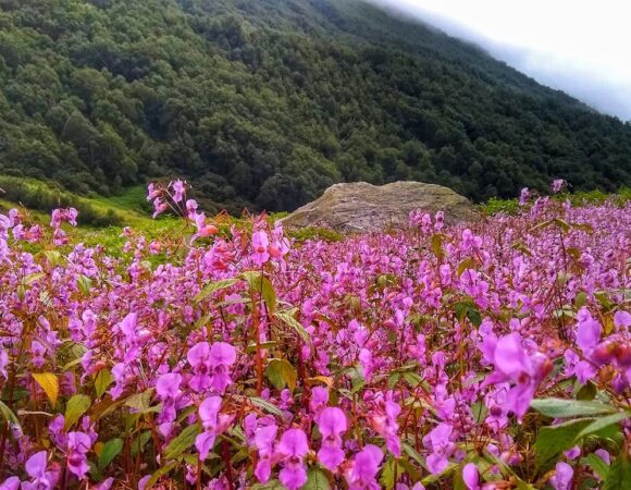🌸 Valley of Flowers Trek