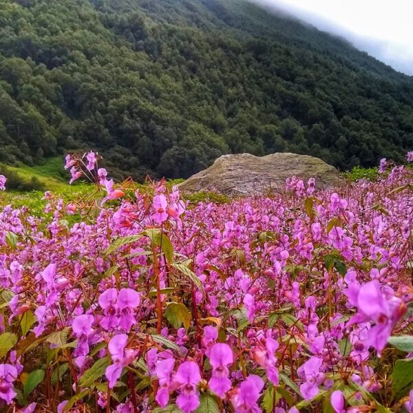 🌸 Valley of Flowers Trek
